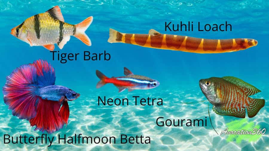 Beginner Friendly Fish Betta Kuhli loach neon tetra gourami and tiger barb