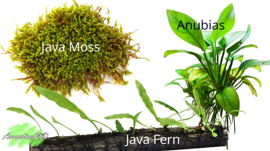 Java Moss Anubias and Java fern image for best breeding plants for aquarium