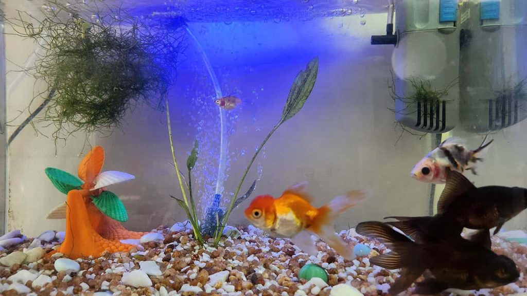 What Decorations Can I Add to My Tank?