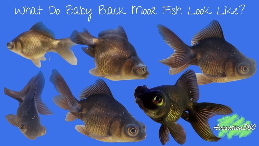What Do Baby Black Moor Fish Look Like?