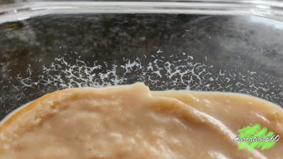 Live food culture in container