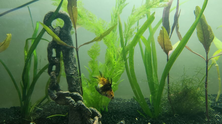 What Fish Are Good with Goldfish Tank Mates?