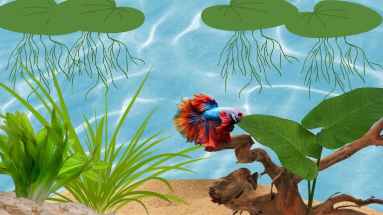 What Are the Best Plants for a Betta Fish Tank?