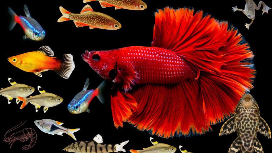 Peaceful Tank Mates for Betta Fish in Small Aquariums