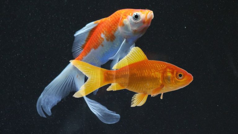 What is the Difference Between a Comet and a Common Goldfish?
