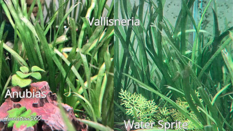 Beginner-Friendly Aquarium Plants for Egg Layers to Spawn
