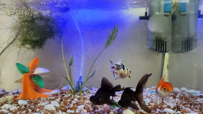 Goldfish in gravel tank