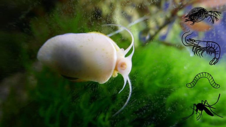 Easy Live Fish Foods You Can Culture at Home