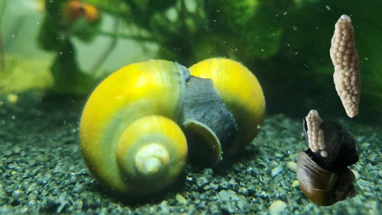 Mystery snail closeup