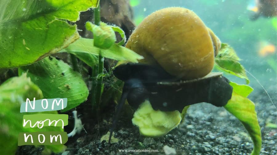 Mystery snail eating snello