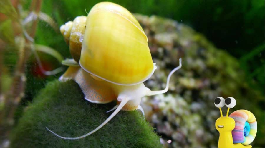 Types of Aquarium Snails to Add to Fish Tank