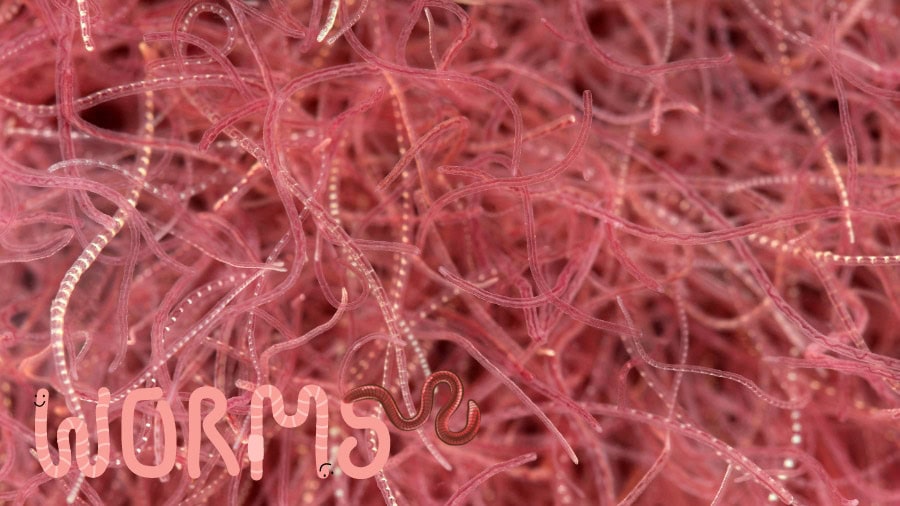 How to Keep and Culture Tubifex Worms for Aquarium Fish Food