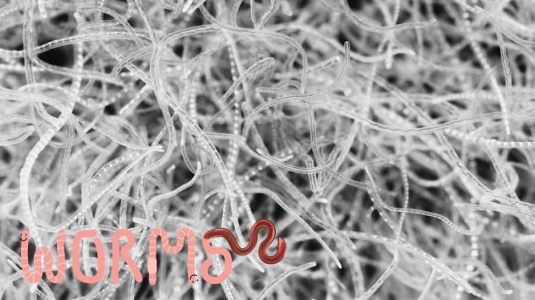 Simple White Worm Culture for Baby Fish Food at Home